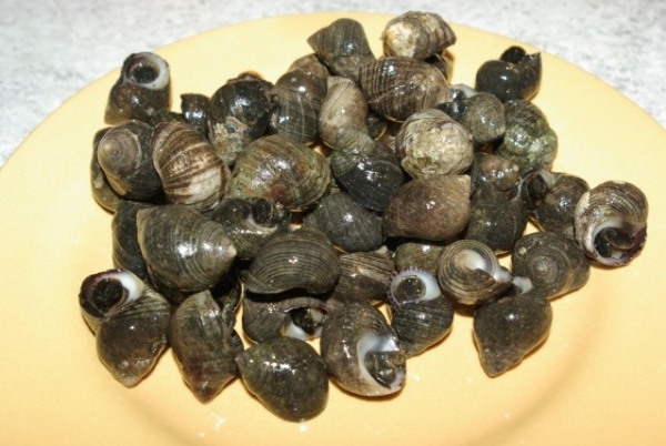 BIGORNEAUX par 100g