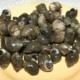 BIGORNEAUX par 100g